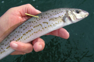 Anglers become citizen scientists