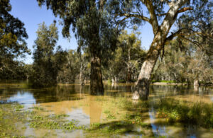 ‘Honest’ water talk at key Swan Hill forum
