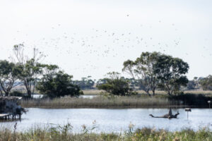 Black swan death claim as Purcell blasts duck hunting