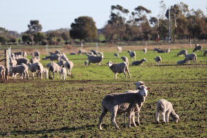 FMD threat still on farmers’ radar