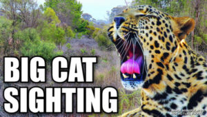 BIG CAT SIGHTING