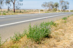 Funds boost weeds, pest fight