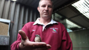 The bird call of nature