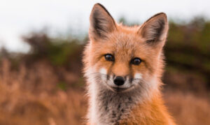 Bounty dates open for foxes and wild dogs