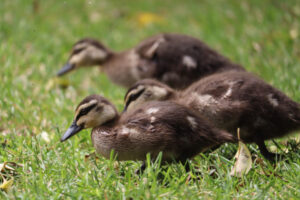 Readers have their say on duck hunting