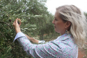 Bumper olive harvest