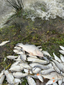 Council slams water ‘mismanagement’ after fish kills
