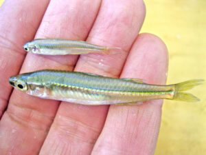 Policy fails threatened species: report