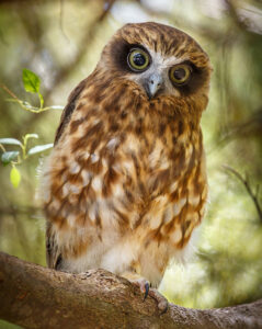 Citizen science – a real hoot.