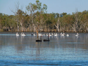 Bird breeding boom signals lakes health