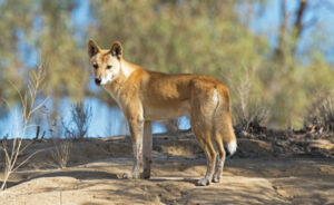 ‘Callous’ dingo rules repealed