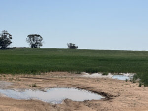 Dry spell puts farms on the edge