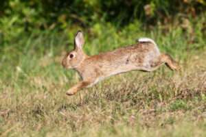 Rabbit busting bait program