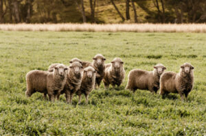 Flystrike program extends to workshops, coaching