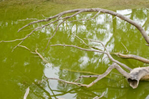 Algae alert for stock water