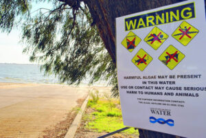 Algae ‘not a result’ of lake’s water loss