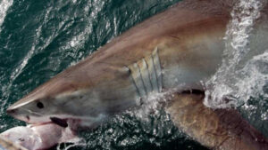 Against proactive culling