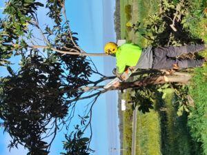 New fronts for fruit fly fight