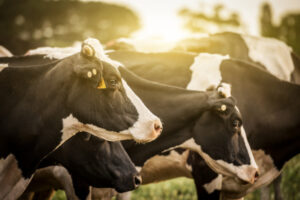 Milk solids offer rises