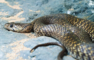 Snake catchers strike at council