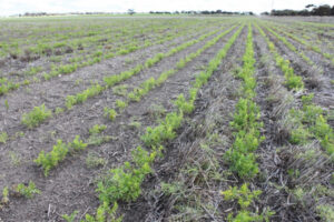 New pea varieties added to crop rotation