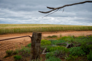 Growers can fight frost risk