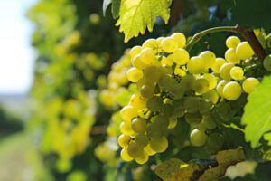 Price data will give wine-grape growers power