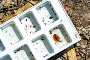 Elders reconnect to country