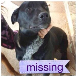 Dogs caught up in crash