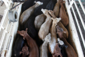 Prospects good for live cattle trade, says local agent