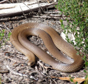 Snakes on the slither again