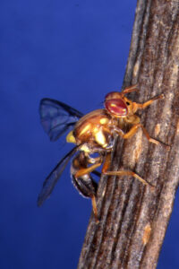 Warm, damp weather brings fruit fly warning