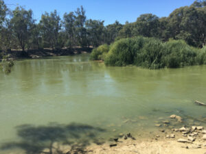 Weather brings algae relief