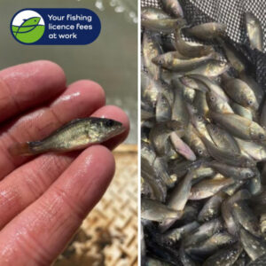 Influx of fish for Ouyen Lake