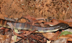 Snake season warms up