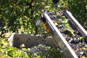 Murray Valley wine region suffers more grower loss