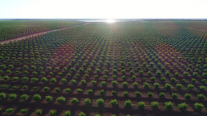 Murray River Council backs Murray Downs almond plant