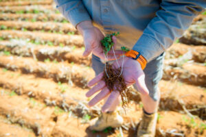 Victoria’s TAFE agriculture training gets review