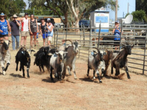 Get set for goat races