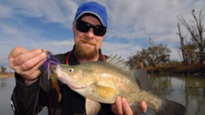 Golden perch makes a delish fish