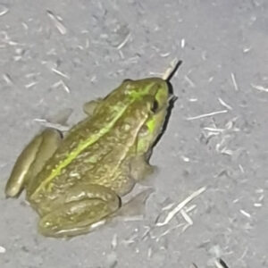 Moulamein Notes with China Gibson October 8