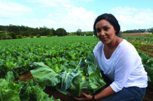 Risks over loss of harvest labour as borders shut