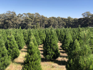 A beautiful Christmas gift for all