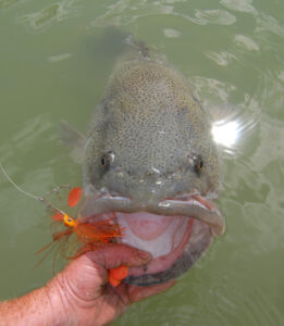 Spinnerbaits undergo evolutionary change