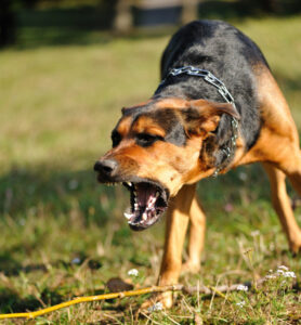 Fresh spate of dog attacks at Nyah
