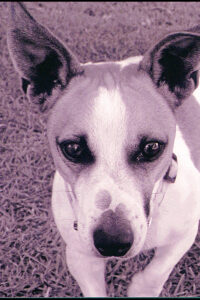 Pound investigation underway