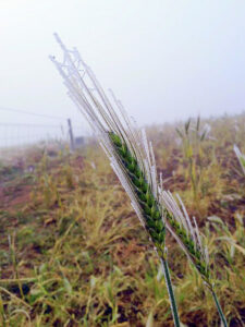 Windy, cold as farmers fight freeze