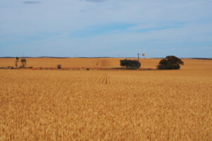 Mallee farmers get better grain forecast