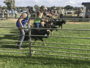 Ready, set … goat!