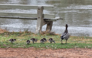 Keep your eyes on the skies for Bird Count!